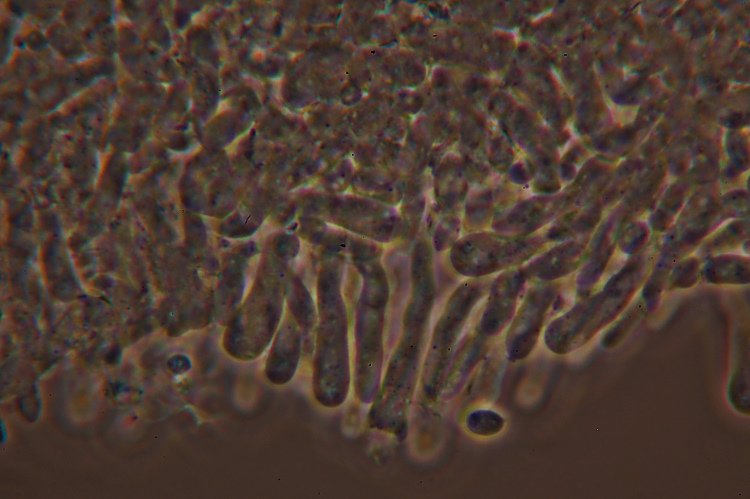Piccola crosta - foto 3147 (Phanerochaete tuberculata)